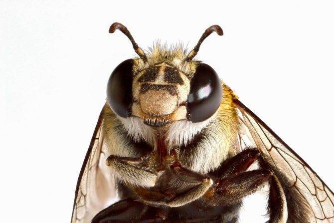Для всех — познавательная информация о пчелах и собираемом ими меде. пчела: интересные факты о пчелах. дикие и домашние пчелы