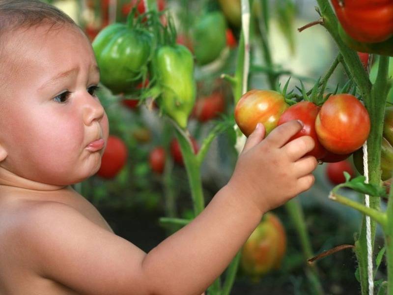 Южный загар: описание сорта томата, характеристики помидоров, посев