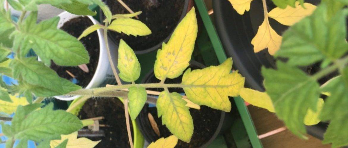 Почему желтеют листья у помидор в теплице