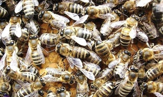 Степная украинская порода пчел: описание породы, фото, достоинства и недостатки, отзывы