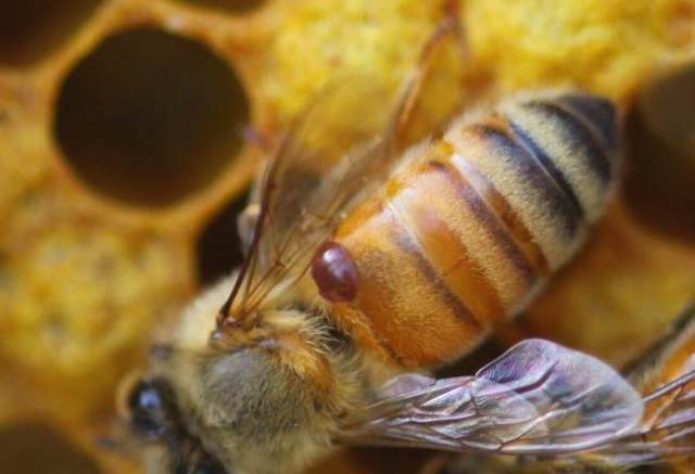 Акарапидоз у пчел лечение и профилактика
