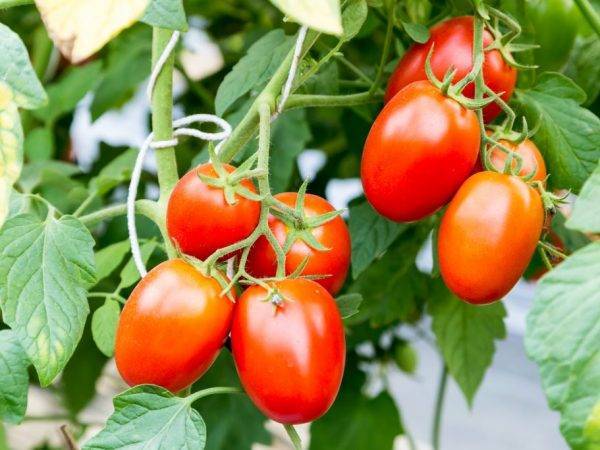 Описание сорта томата чио-чио сан, особенности выращивания и ухода