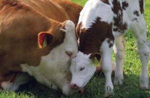 Послеродовая гипокальциемия у коров