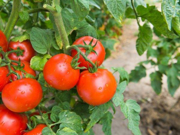 Сорт с необычными черри — томат снегирек: описание помидоров и особенности их выращивания