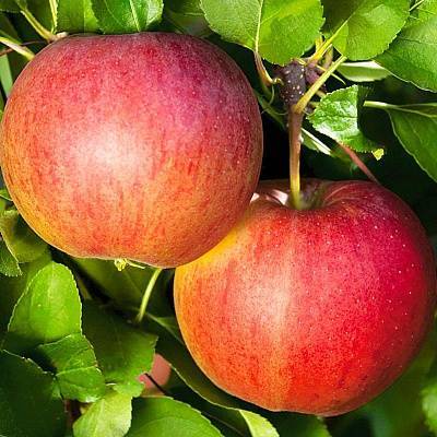 Яблоня сорта антоновка: виды, особенности выращивания, урожайность и зимостойкость - общая информация - 2020