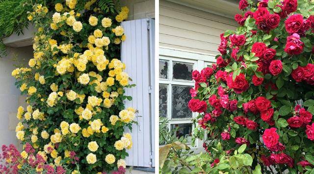 Плетистые розы, цветущие все лето — зимостойкие сорта  