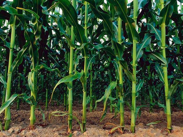 Гербициды от сорняков на кукурузу, гербициды для уничтожения сорняков на кукурузе — пропозиция