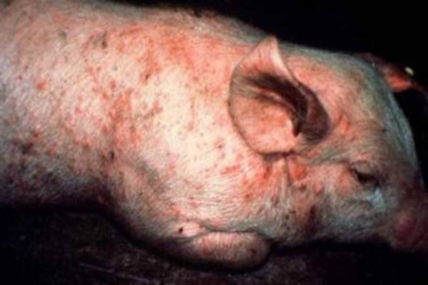 Чем лечить рожу у свиней
