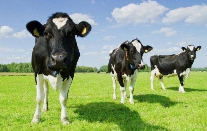 Причины, лечение и диагностика зкг коров