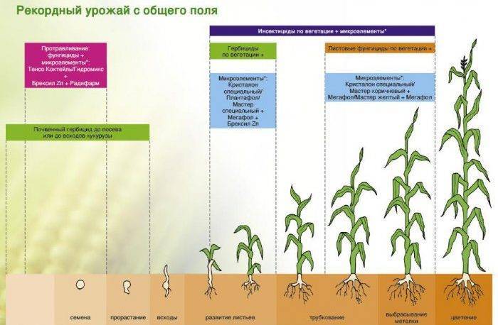Удобрение для кукурузы при посеве - комплексное удобрение для кукурузы при посадке | plantagroup.com