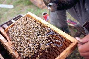 Кормление пчел зимой: правила и особенности