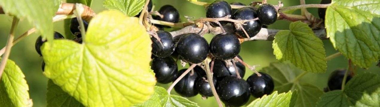 Сорт чёрной смородины «багира» — особенности и характеристики