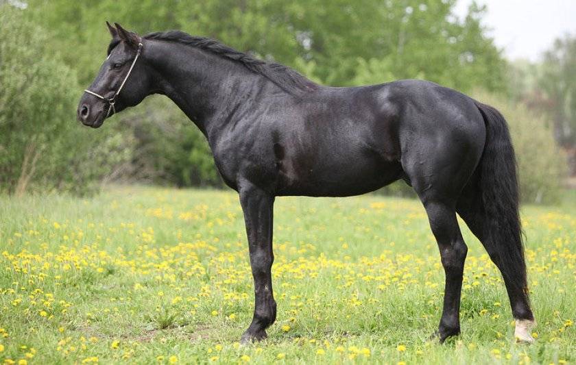 Тракененская порода лошадей: описание породы, содержание и уход