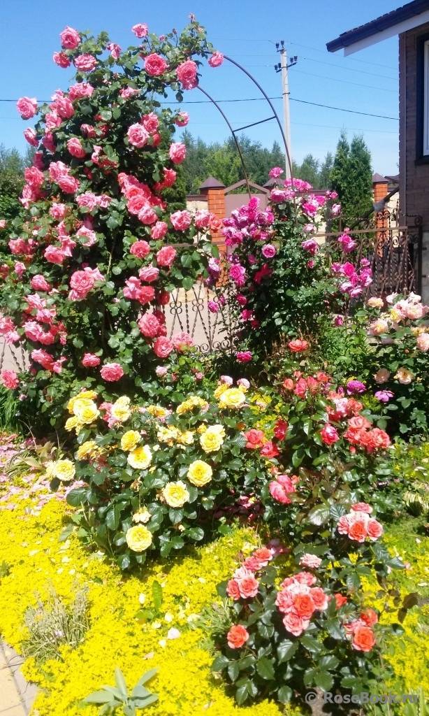 Роза керио: описание сорта, как выглядит цветок