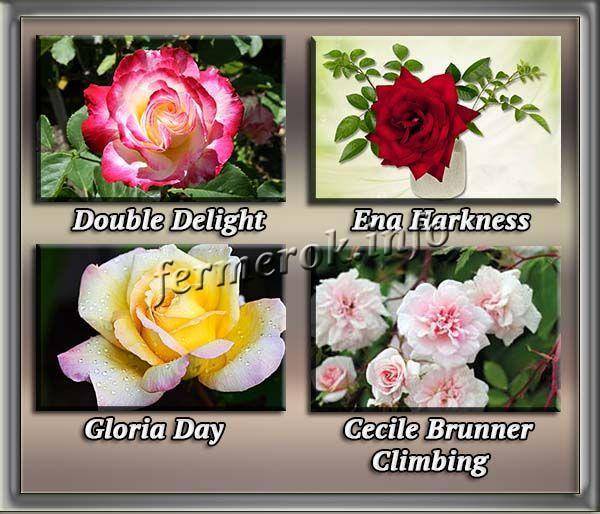 Роза маритим (maritim) — характеристики и особенности