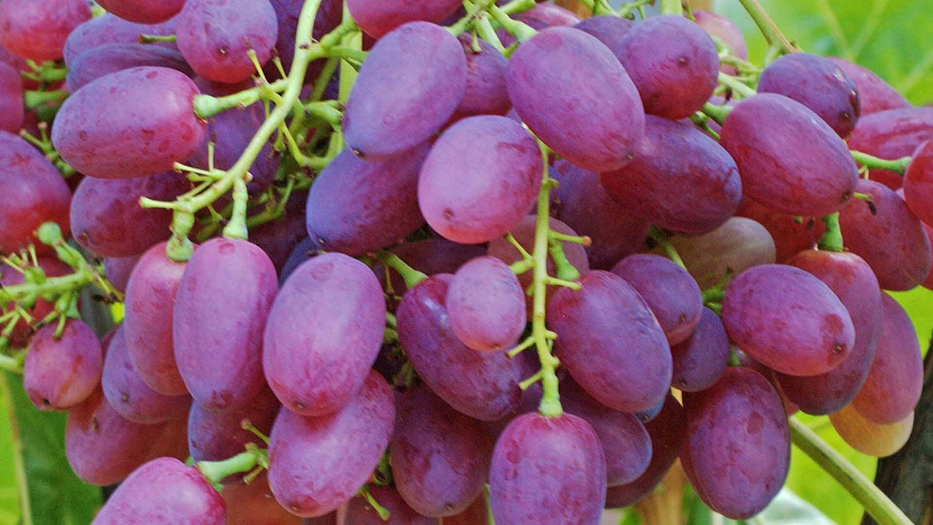 Сорт винограда кишмиша «велес»