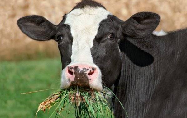 Корова плохо ест сено: что делать