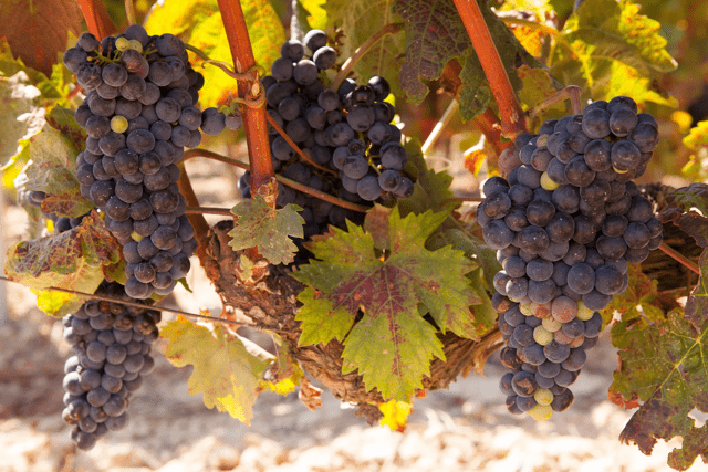 Известный низкокалорийный сорт винограда «темпранильо»