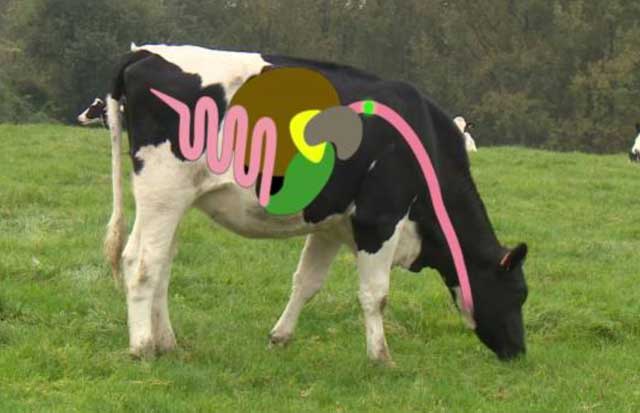 Ацидоз рубца у коров