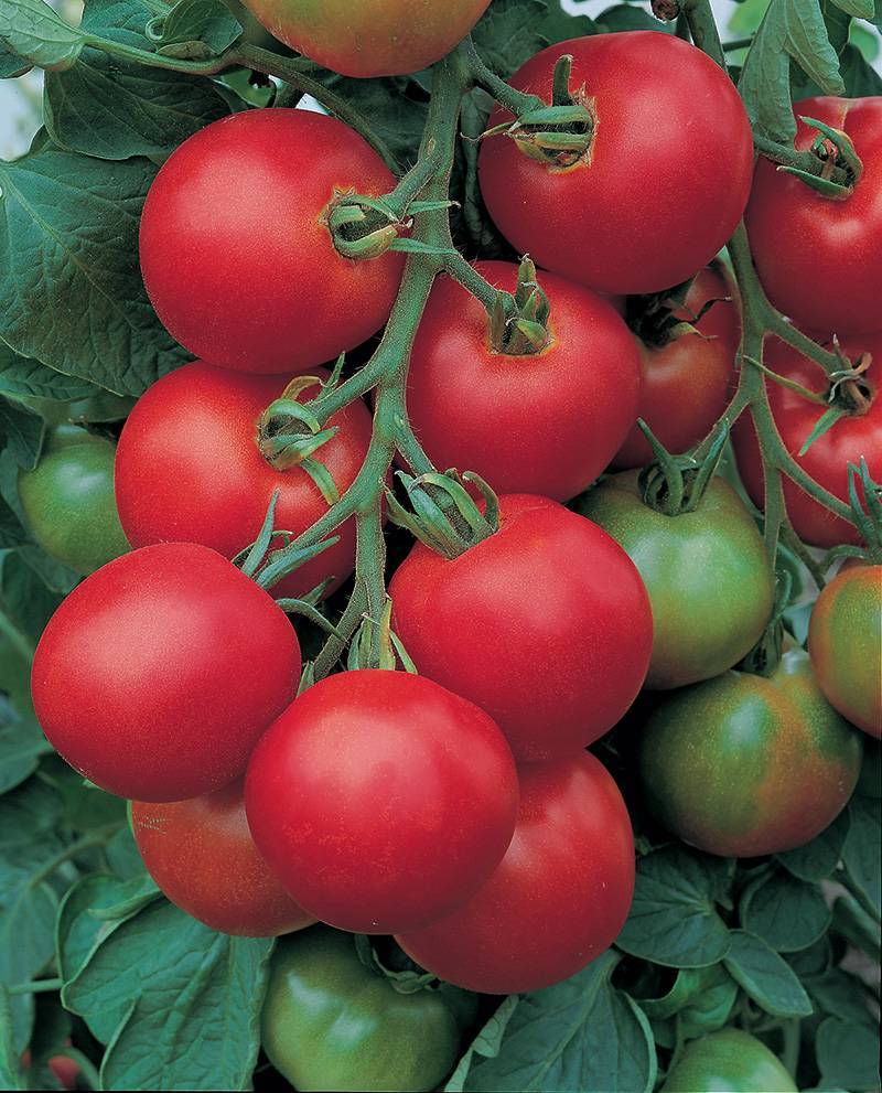 Голландский гибрид — томат полфаст