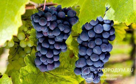 Виноград хризолит — описание сорта, фото, отзывы, видео, где купить.