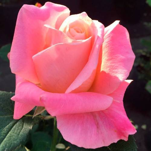 О розе eden rose: описание и характеристики, выращивание сорта плетистой розы