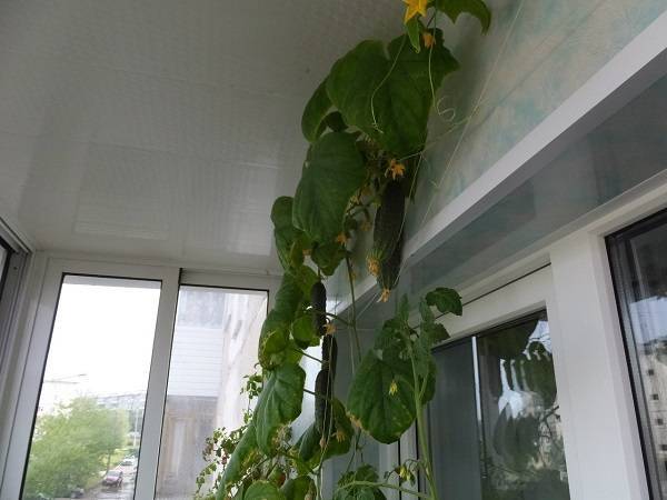 Огурцы на балконе — выращивание пошагово