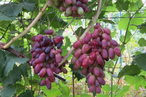 Виноград потомок ризамата — что за сорт, отзывы