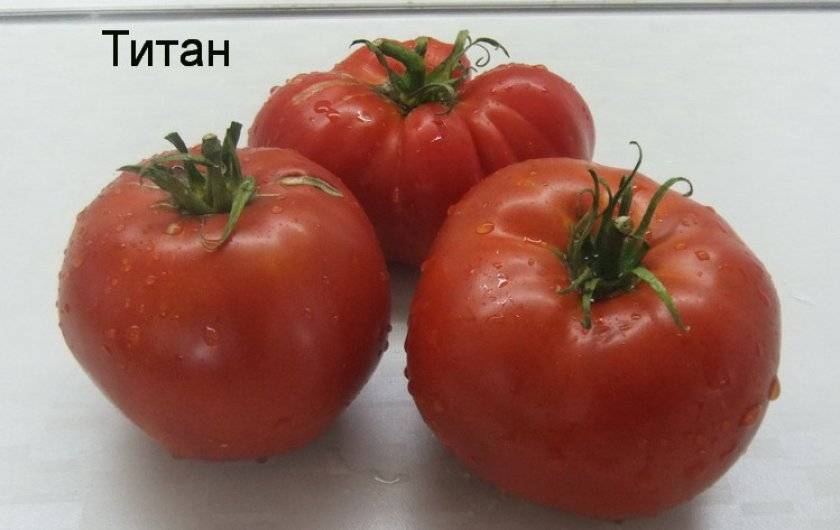 Сорт томата «титан»: описание и основные характеристики