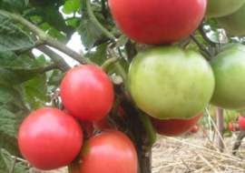 Характеристика и описание сорта томата розовый король (царь), его урожайность