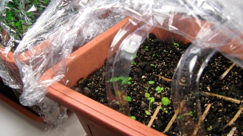 Как посадить и вырастить клубнику на подоконнике, на балконе