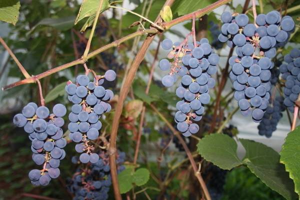Описание сорта винограда зилга, его характеристики и секреты агротехники