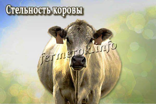 Как определить стельность коровы в домашних условиях народными средствами — что это такое стельная буренка и как узнать, что она беременна — moloko-chr.ru