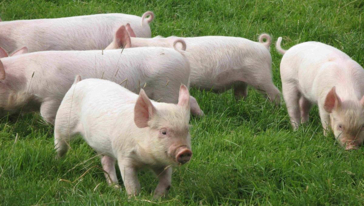Глисты у свиней и поросят: виды и симптомы