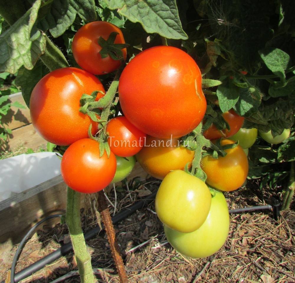 Томат "красная шапочка": характеристики и описание сорта помидоров