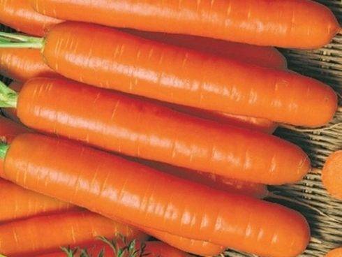 Лучшие сорта моркови для подмосковья для посадки в открытый грунт