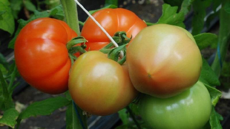Секреты рекордных урожаев дважды в сезоне — томат махитос f1: описание сорта и характеристики