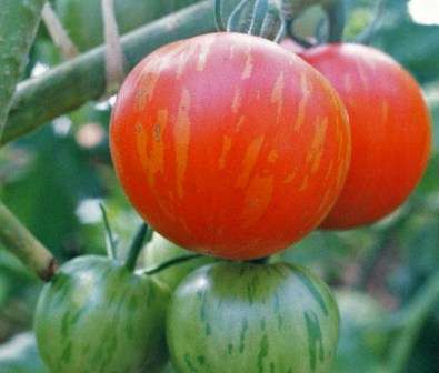 Урожайные и низкорослые сорта томатов для открытого грунта без пасынкования: какие лучше?
