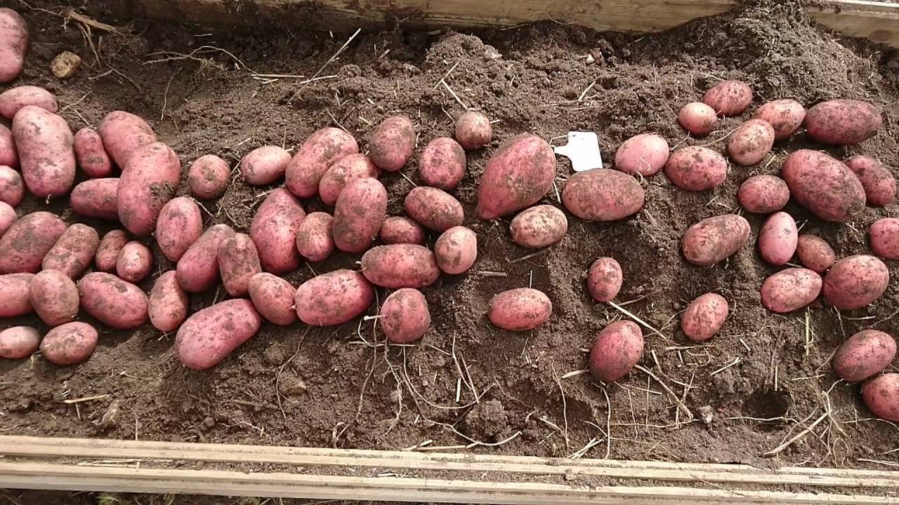 Сорт картофеля рокко: описание и характеристика, отзывы