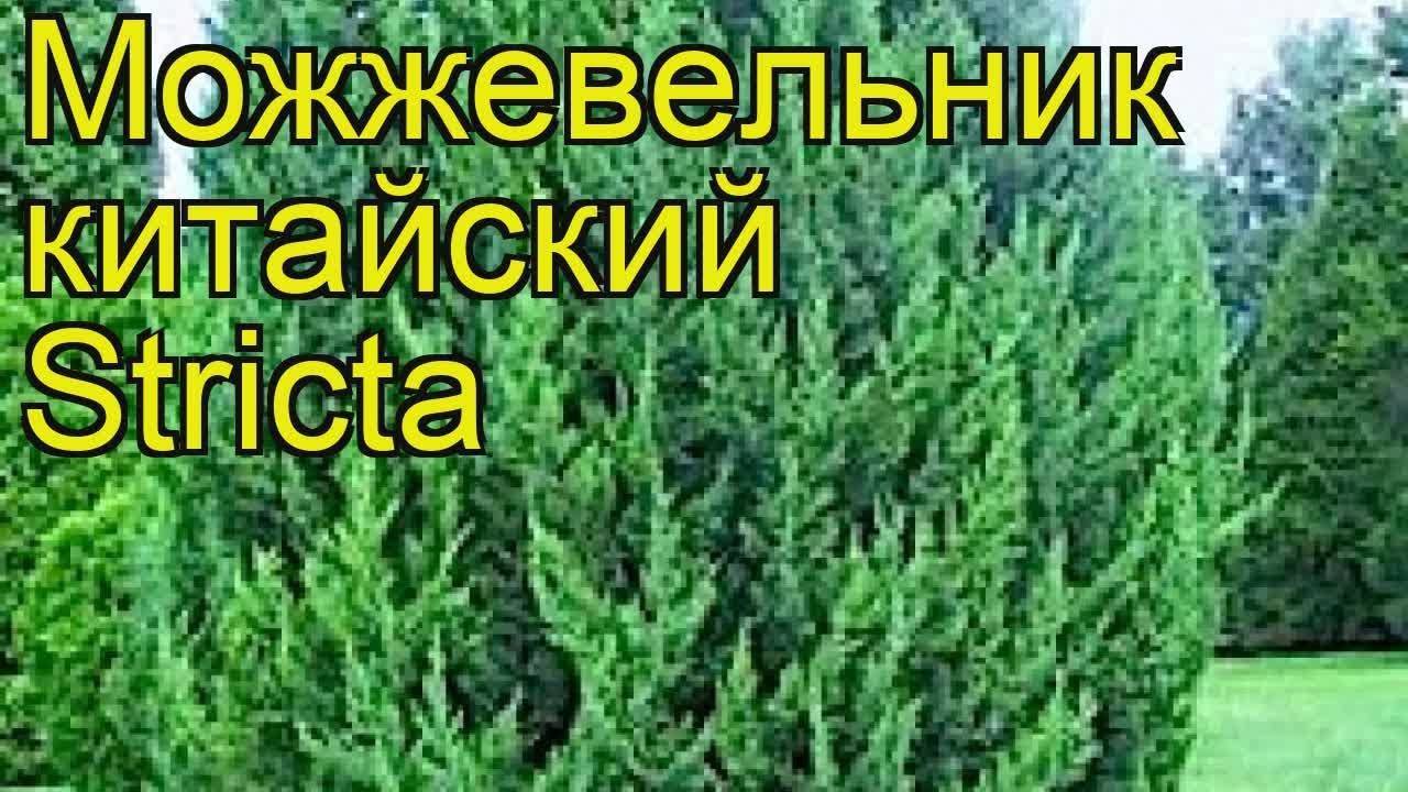 Можжевельник чешуйчатый блю свид (juniperus squamata blue swede)