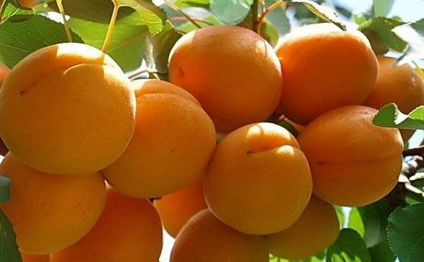 Особенности сорта абрикоса алёша
