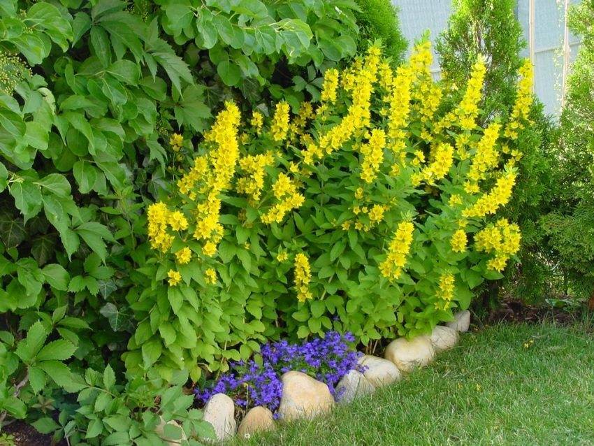 Почвопокровные растения для сада (37 фото): выбираем многолетние и однолетние стелющиеся цветы для клумб, растения в ландшафтном дизайне
