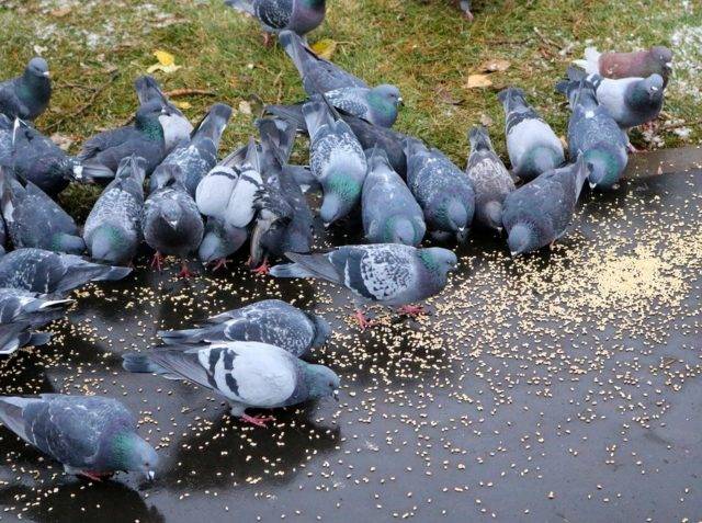 Сизый голубь — описание, среда обитания, интересные факты
