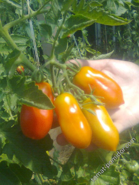 Идеально ровные и плотные плоды — томат король засолки xi f1: подробное описание