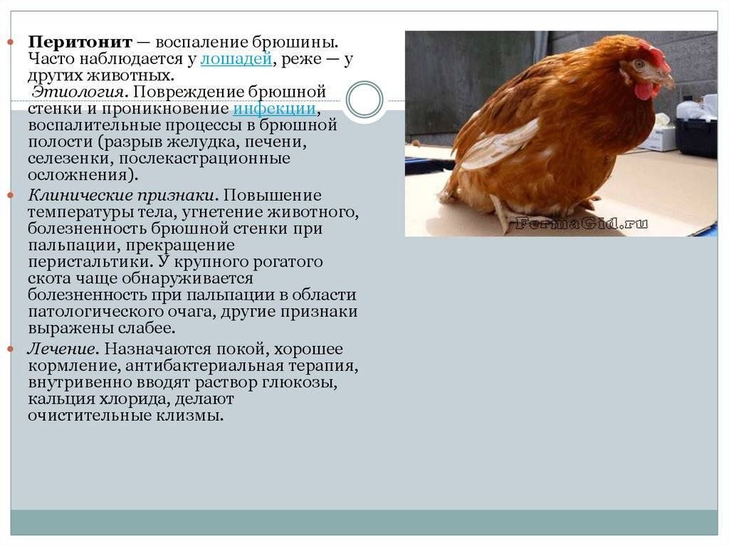 О жировом гепатозе печени: симптомы и лечение