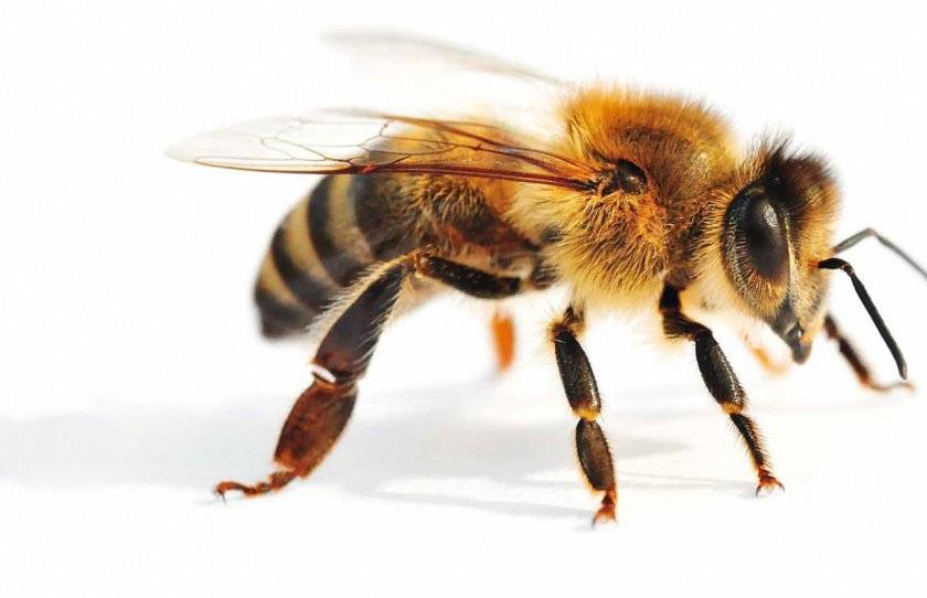 Кто такая медоносная пчела?