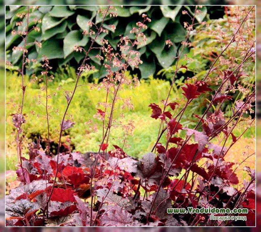 Цветок гейхера выращивание из семян посадка и уход в открытом грунте