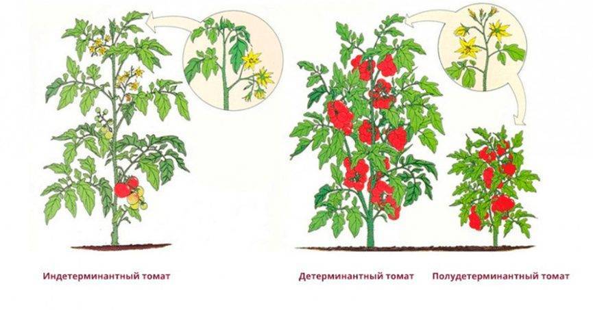 Детерминантные помидоры — лучшие сорта