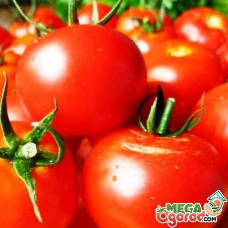 Скороспелка – раннеспелый сорт томата с отменными характеристиками