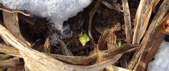 Лилии – уход осенью и подготовка к зиме: обрезка, подкормка и укрытие
